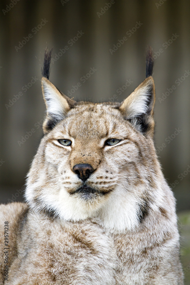 Fototapeta premium Lince europeo