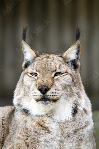 Lince europeo