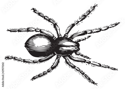 Lycosa fatifera or Wolf Spider