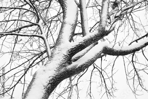 pokryte-sniegiem-drzewo-w-czerni-i-bieli