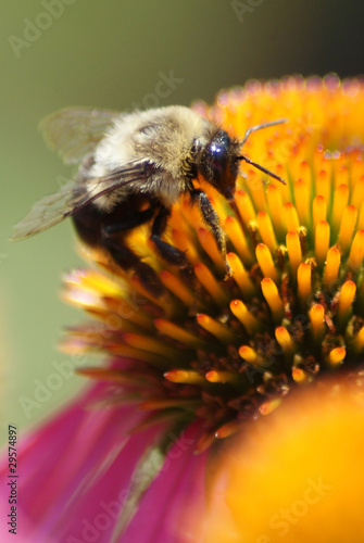 Bee on Coneflower