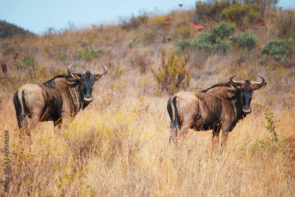 Obraz premium Blue Wildebeest