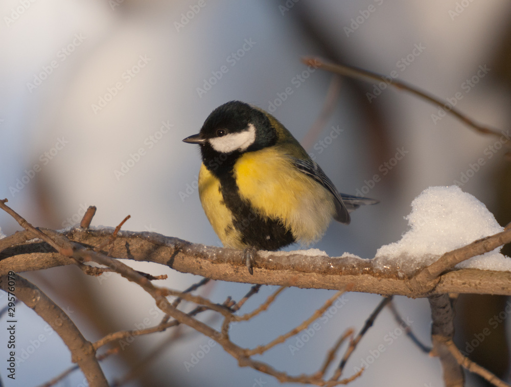 titmouse on a branch titmouse on a branch