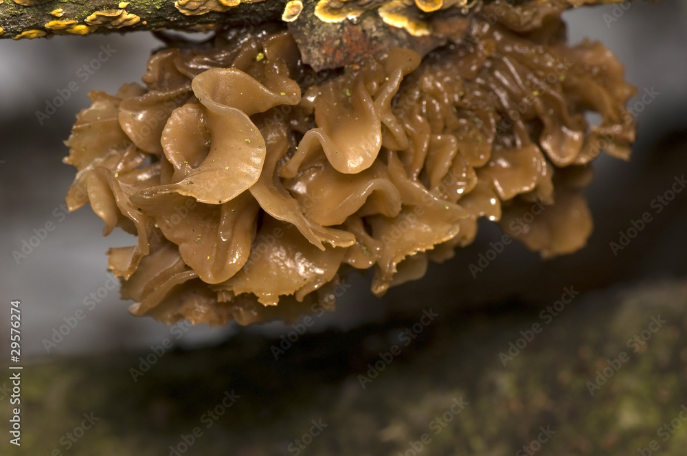 Trzęsak listkowaty Tremella foliacea