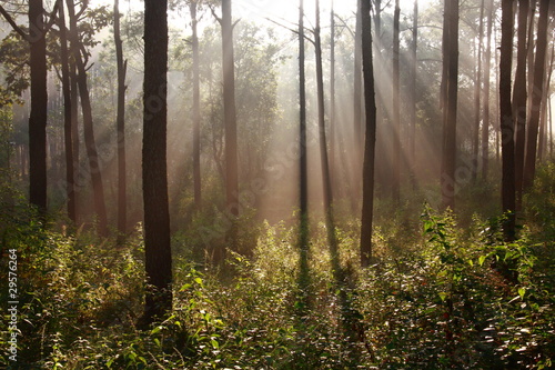 sunbeam shinning thought fog in the midst of pines