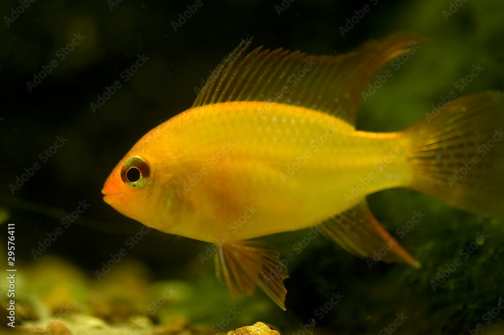Microgeophagus ramirezi Microgeophagus ramirezi