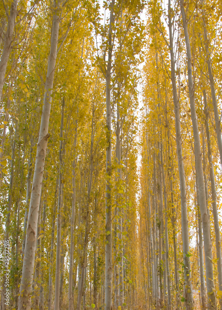 Fototapeta premium 金秋小白杨