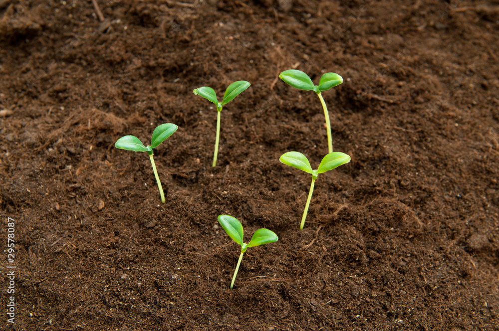 Green seedling illustrating concept of new life Green seedling illustrating concept of new life