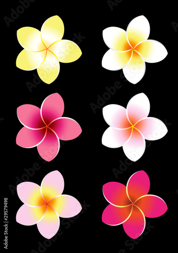 Colorful Frangipani Flowers