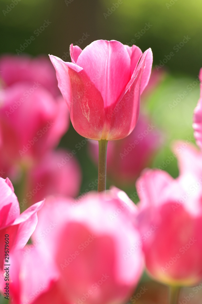 Obraz premium チューリップ 赤い ピンク 