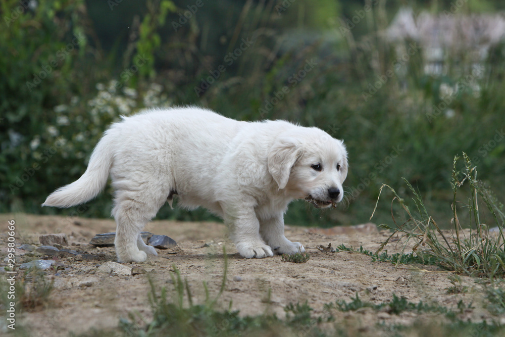 drôle d'allure du jeune golden retriever