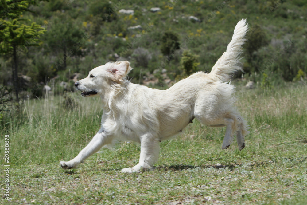 Fototapeta premium golden retriever biegający z przyjemnością