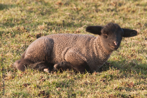 Schwarz-weißes Lamm