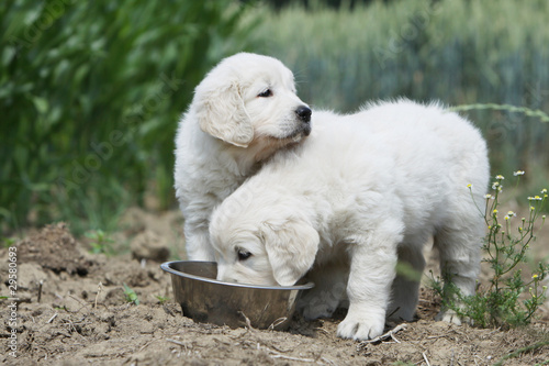 deux chiens partageant la même gamelle © Dogs
