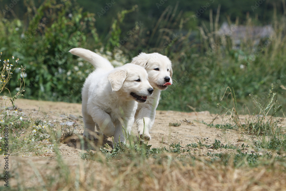 deux frères golden retriever en promenade deux frères golden retriever en promenade