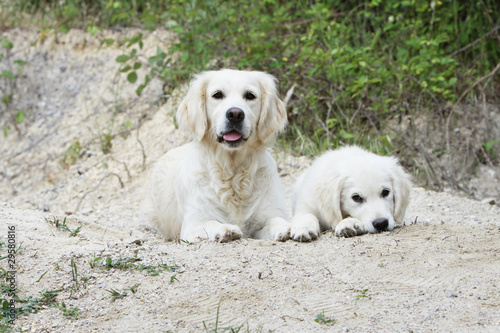 two golden retrievers together outside