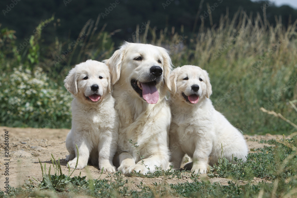 maman golden retriever et ses deux chiots