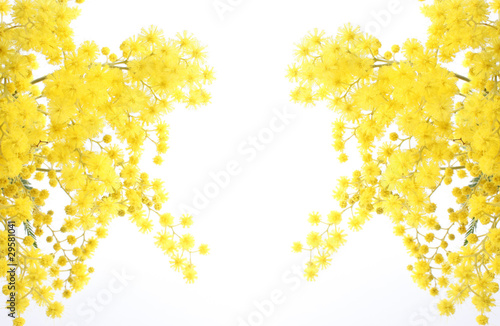 mimosa - festa della donna photo
