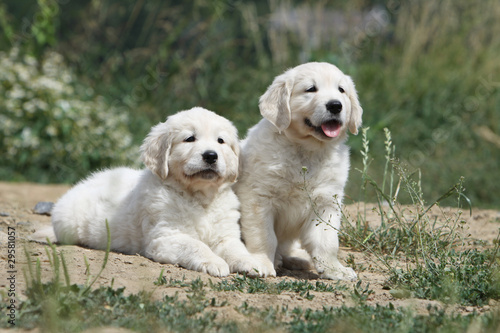 deux jeunes golden retriever