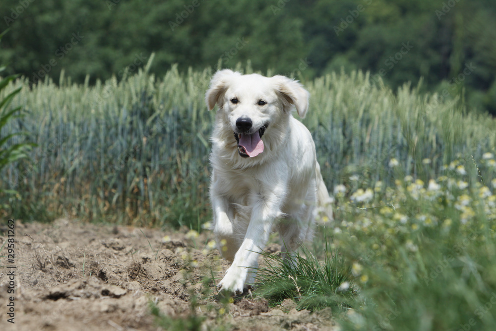 énergie du golden retriever en course énergie du golden retriever en course