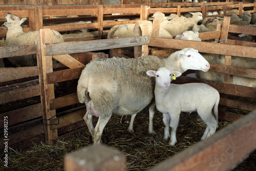 Foto A la bergerie : Brebis et son agneau