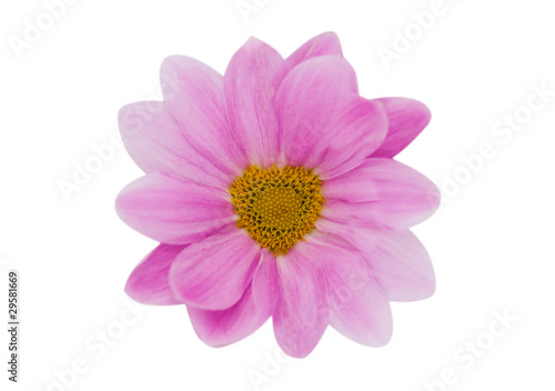 Perfect pink Daisy flower shaped heart
