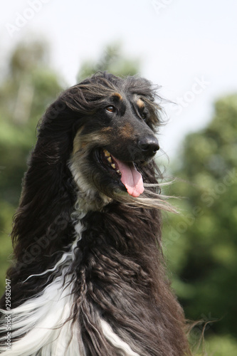 afghan hound smiling