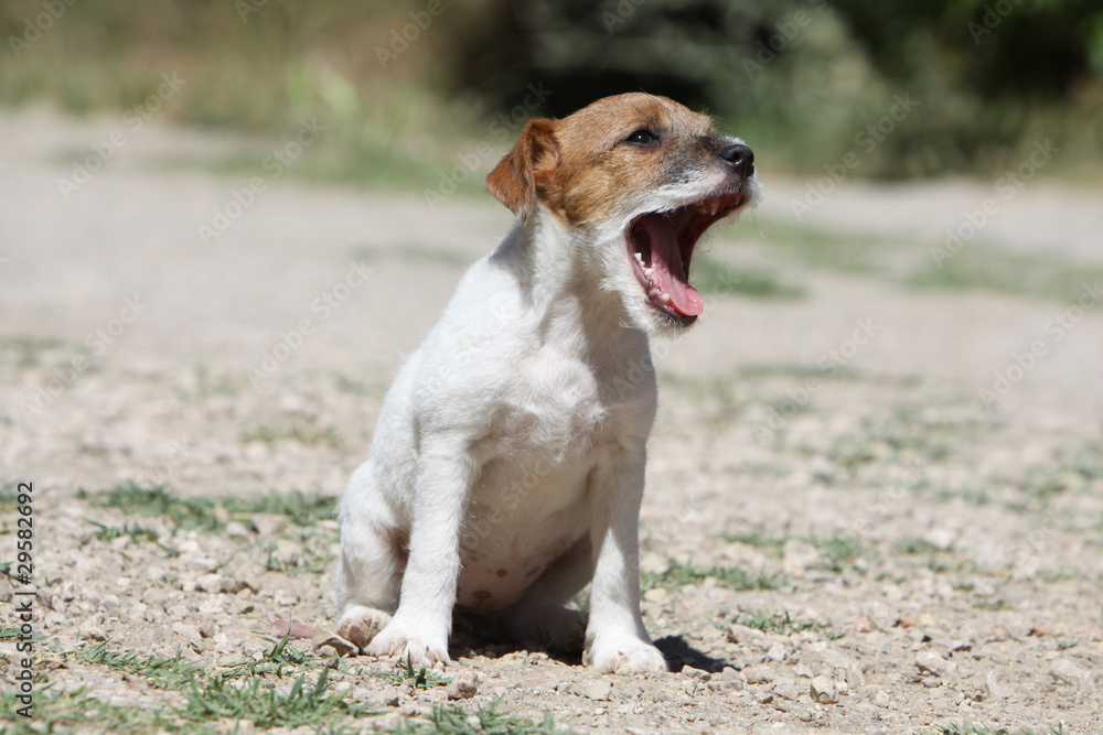 jeune parson russell terrier assis