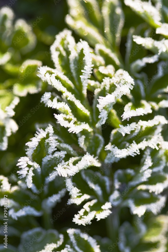 night frost night frost
