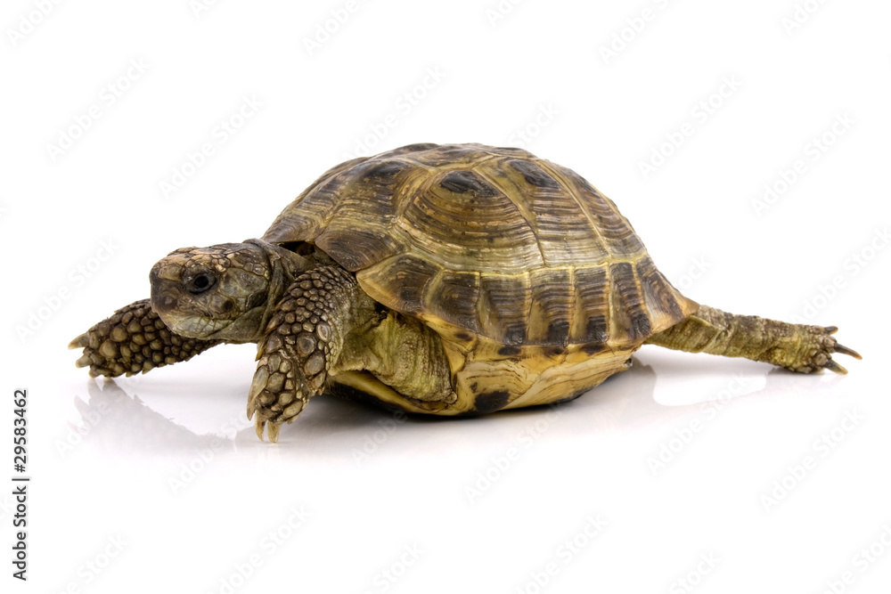 Naklejka premium turtle with reflection over a white background