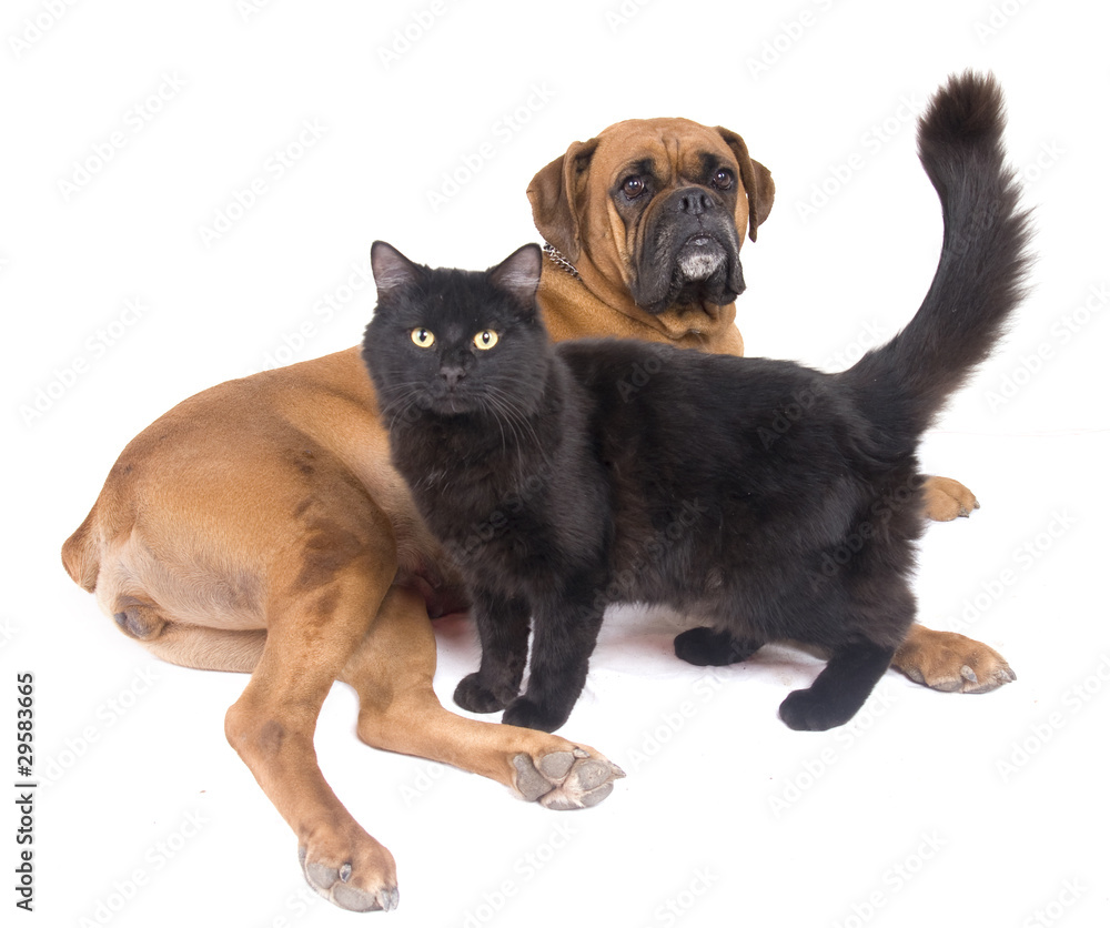 chien boxer et chat noir Photos | Adobe Stock
