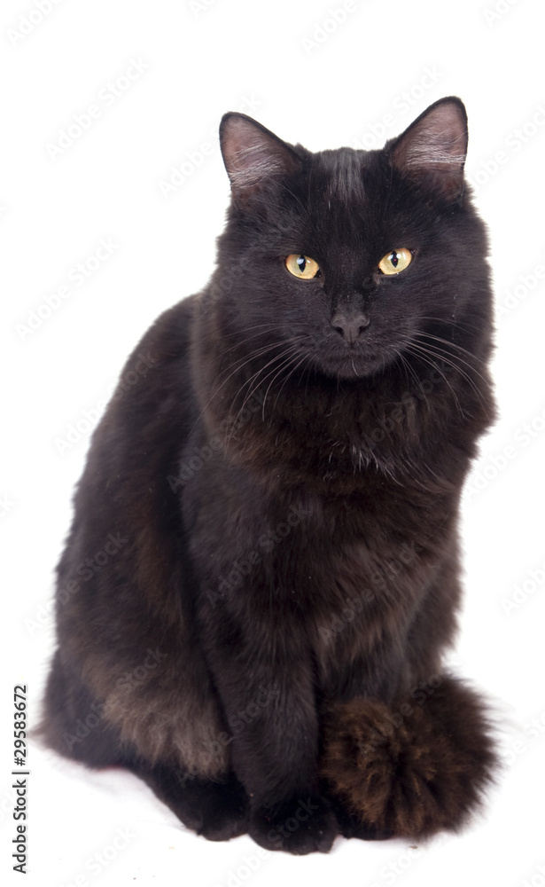 chat noir au pelage épais