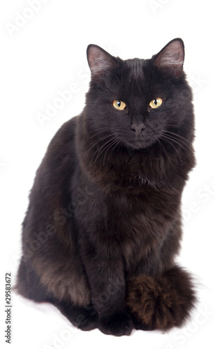 chat noir au pelage épais © Magalice