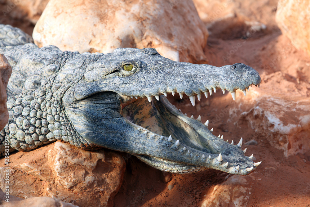 Fototapeta premium Nile crocodile