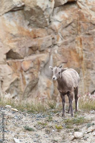 Bighorn sheep, ovis canadensis © Rafa Irusta