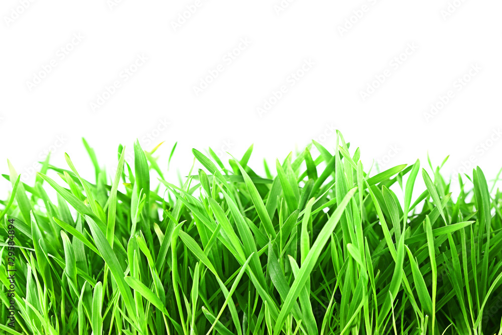 Fototapeta premium fresh spring green grass isolated on white background