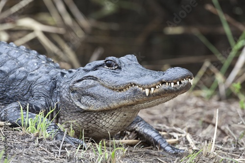 American alligator  Alligator mississippiensis 