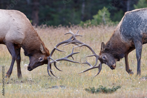 Bull Elks fighting