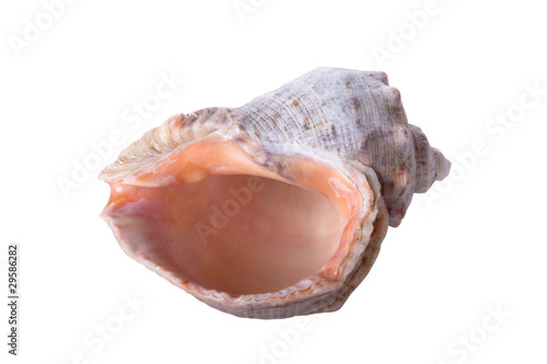 Sea shell