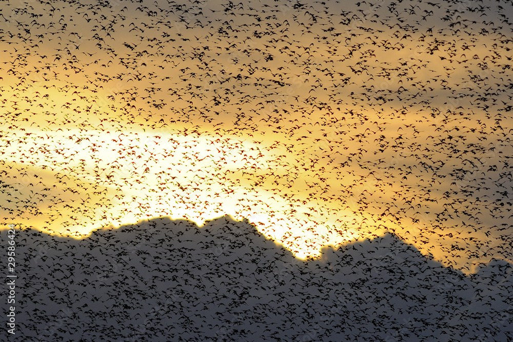 storni al tramonto