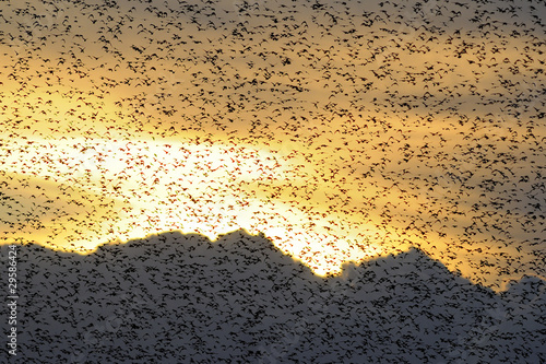 storni al tramonto