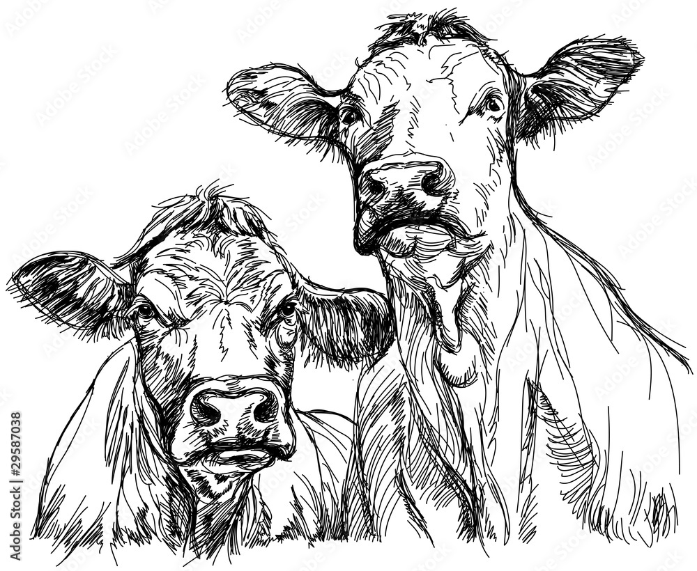 two cows black and white sketch Stock Vector Adobe Stock