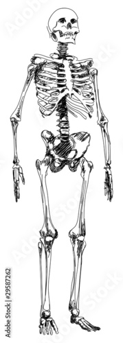 skeleton sketch - vector illustration