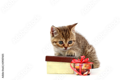 isolated cat and gift