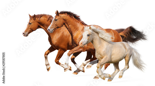 Valokuva Three horses gallop