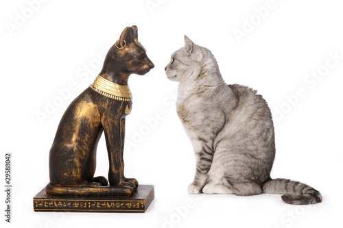 Bild auf Leinwand chat regardant une statue de chat égyptien