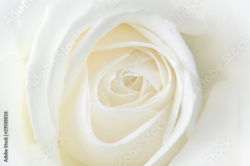 Fragile white rose. Macro.