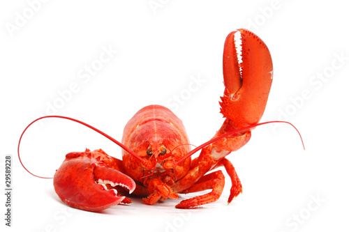 Fotografie, Tablou hello lobster