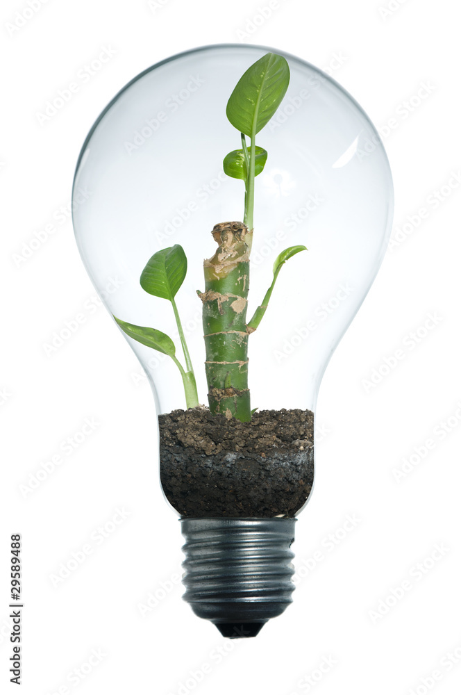Lightbulb and plant Lightbulb and plant