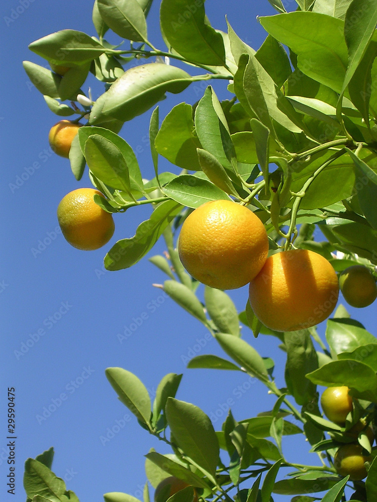 Washington oranges 2004